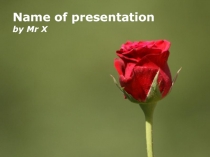 Шаблон для презентации Красная роза