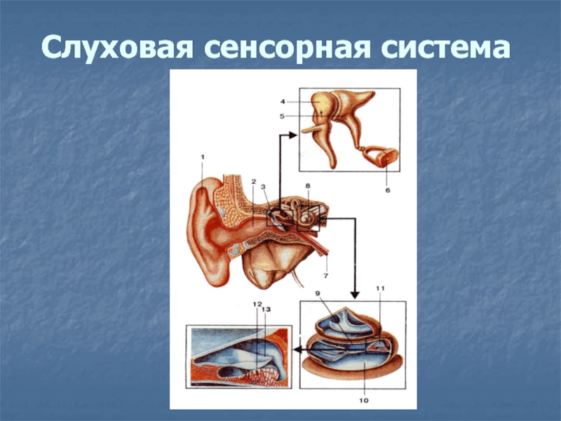 Слуховая сенсорная система. Слуховая сенсорная система состоит из 3 отделов. Элементы слуховой системы. Сенсорная система человека ухо.