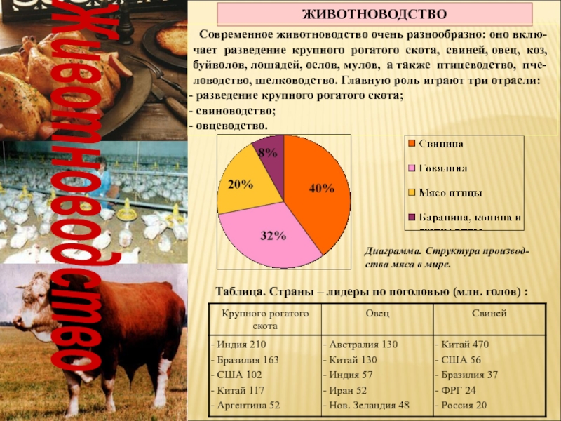 Отрасли животноводства таблица. Животноводство страны Лидеры. Птицеводство страны лид. Птицеводство страны производители. Страна Лидер по поголовью крупного рогатого.