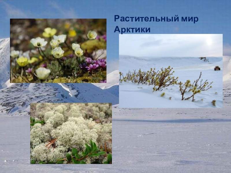 Какие растения есть в арктике. Полярный Мак арктических пустынь. Растительный мир Арктики. Растительный мир арктиктики.