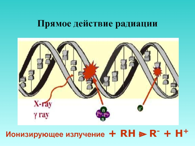 Путь действия. Прямое действие ионизирующей радиации.