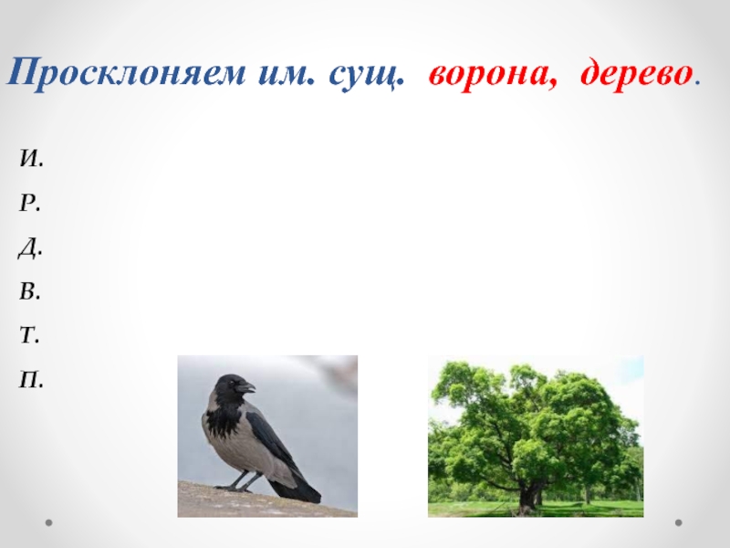 Птицы существительные слова. Ворона сущ. Ворона просклонять. Просклоняй ворона дерево. На какое дерево садится ворона во время дождя.
