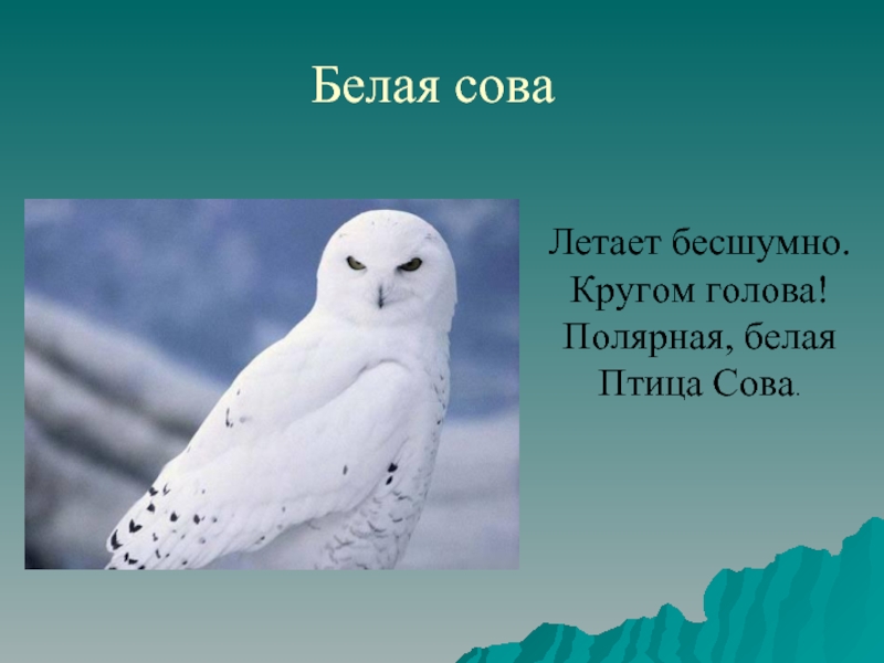 Белая сова презентация