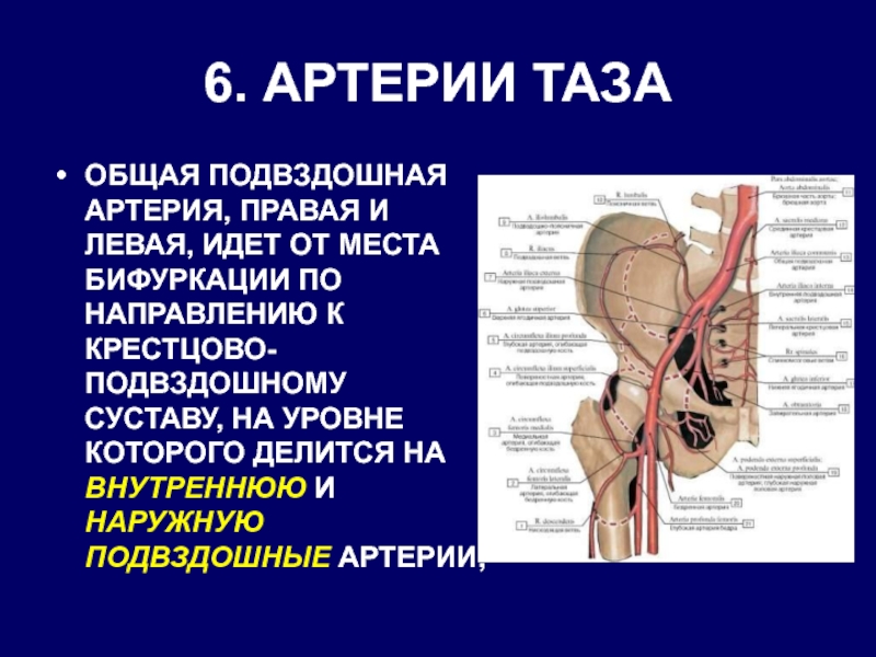 Правая подвздошная артерия. Области кровоснабжения подвздошных (внутренней и наружной) артерий.. Ветви общей подвздошной артерии схема. Подвздошная артерия анатомия.