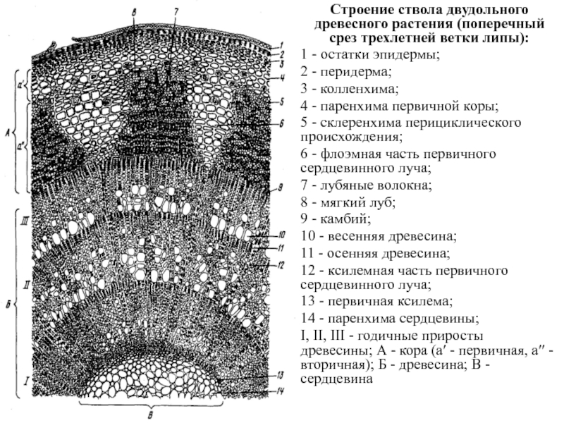 Поперечный срез ветки. Поперечный срез ветки липы. Строение ствола растения. Поперечный срез трехлетней ветки липы под микроскопом.