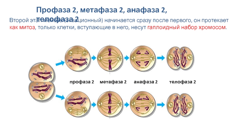 Мейоз анафаза 2 набор хромосом. Анафаза 2 и метафаза 2 набор хромосом. Анафаза 2 мейоза набор хромосом. Метафазе мейоза II. Набор хромосом в анафазе мейоза.
