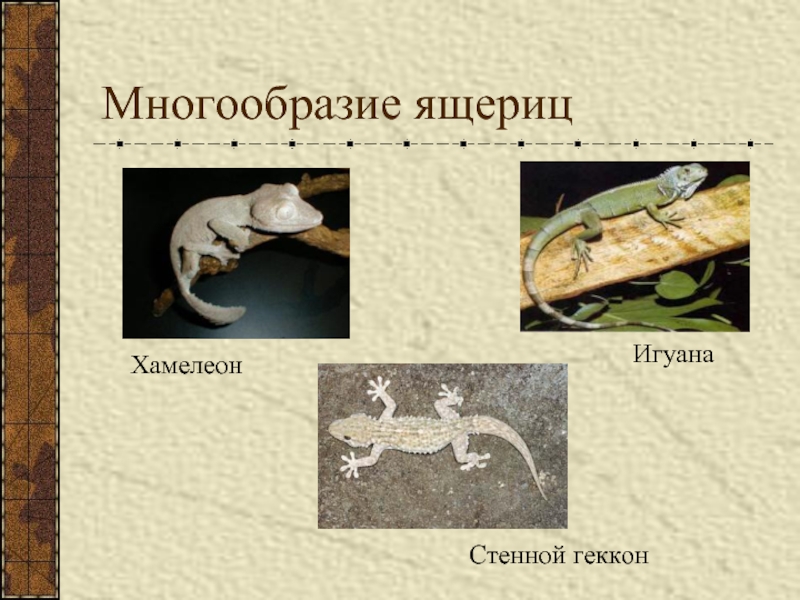 Многообразие ящерицИгуанаСтенной гекконХамелеон