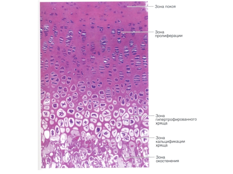 Развитие кости на месте хряща гистология рисунок