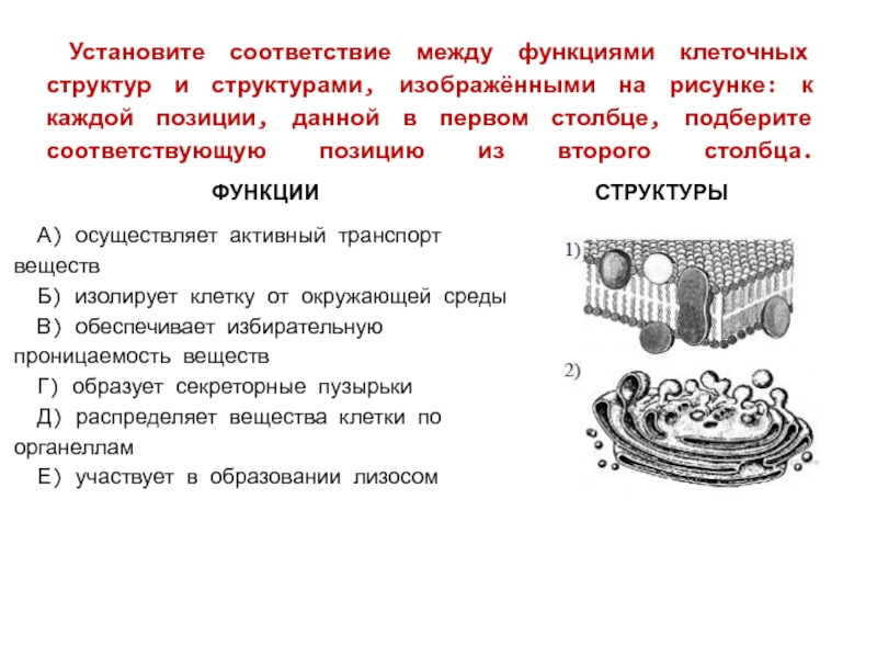 Установите соответствие между функциями клеточных структур и структурами, изображёнными на рисунке: к каждой позиции, данной в первом