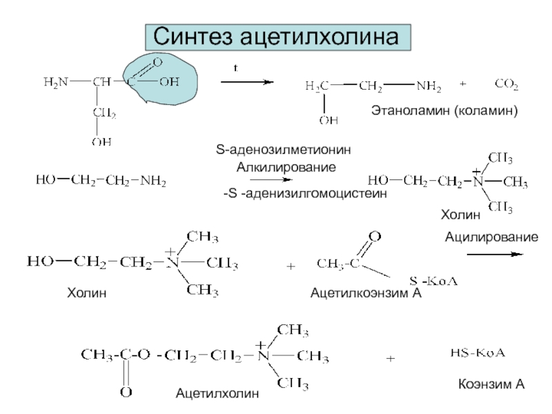 Синтез ацетилхолинаS-аденозилметионинХолинЭтаноламин (коламин)ХолинАцетилкоэнзим ААцетилхолинКоэнзим ААлкилирование Ацилирование-S -аденизилгомоцистеин