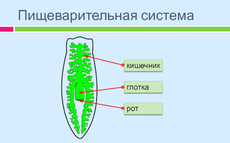 Пищеварительная система планарии рисунок