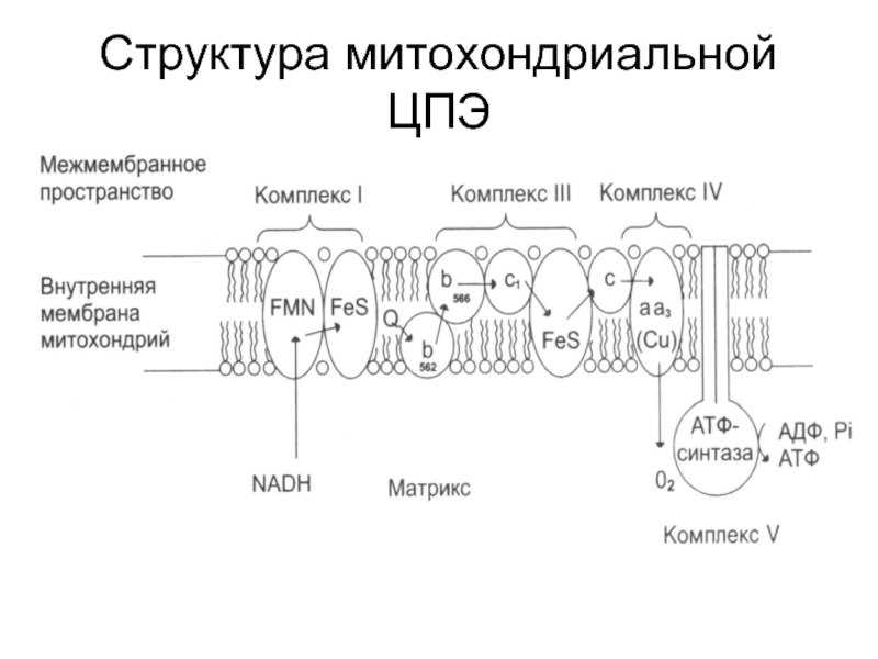 Комплексы цпэ