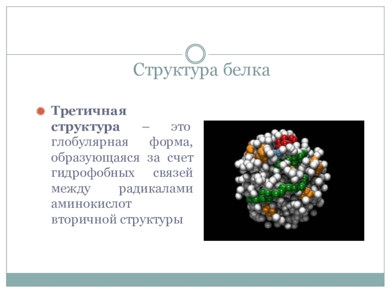 Презентация на тему белки и их структура