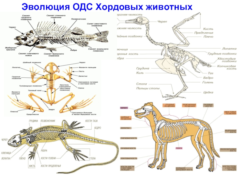 Эволюция животных фото