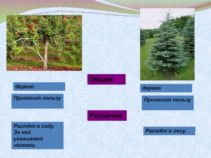 Общее дерево. Что общего у деревьев. Какую пользу приносят деревья человеку. Какую пользу приносит одно дерево. Какое дерево приносит пользу.