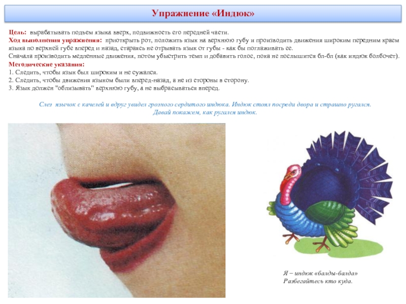 Язык вперед. Упражнение индюк логопедия. Упражнение индюк артикуляционная гимнастика. Упражнение для артикуляции языка индюк. Артикуляционная гимнастика индюк цель.