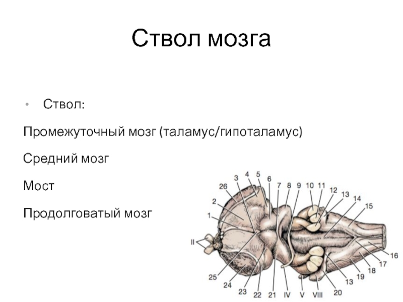 Продолговатый промежуточный мозг. Ствол мозга продолговатый средний промежуточный. Таламус и ствол мозга. Ствол мозга и промежуточный мозг. Ствол мозга средний мозг.