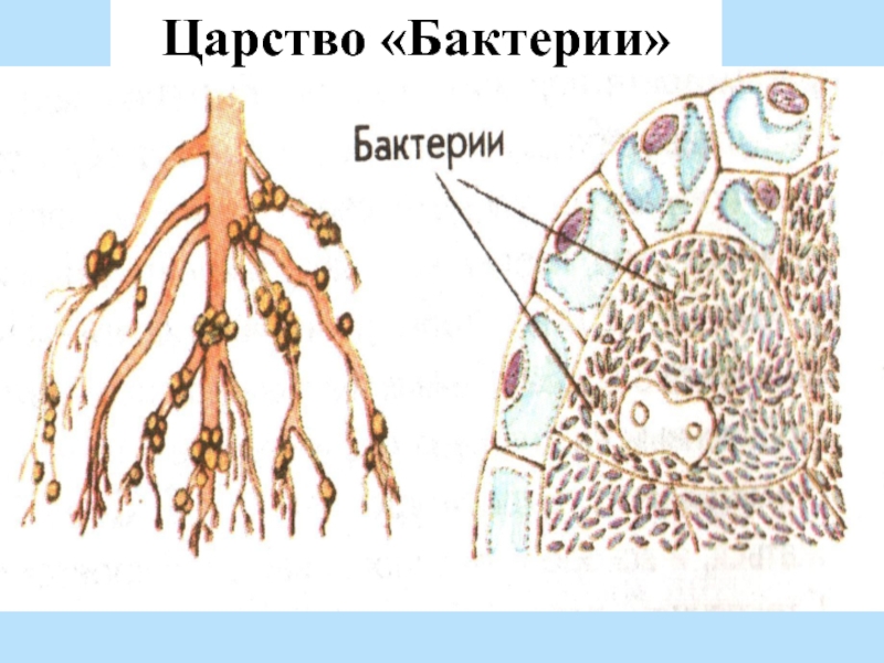 Царство «Бактерии»