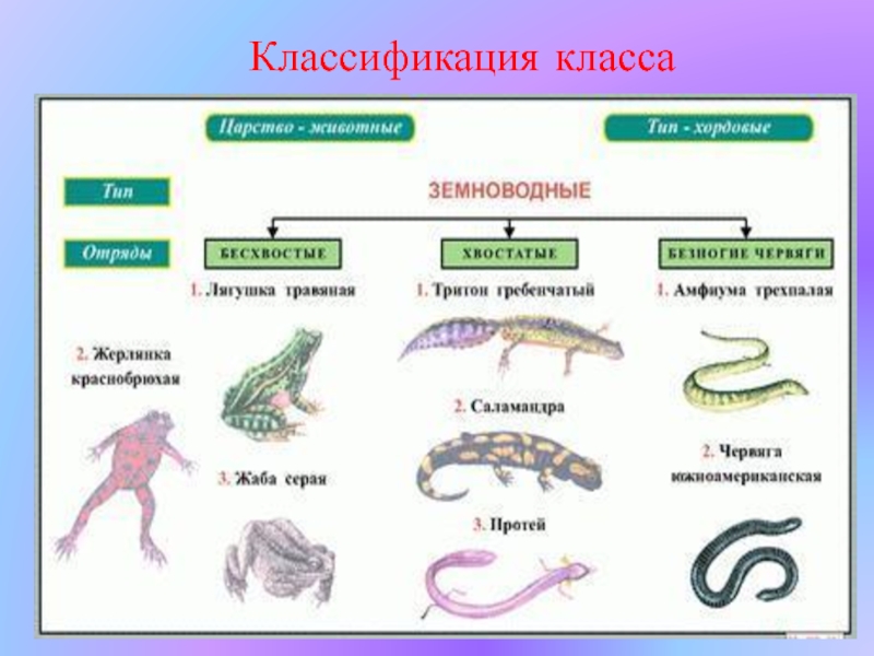 Завершите схему класс земноводные отряд признаки отряда