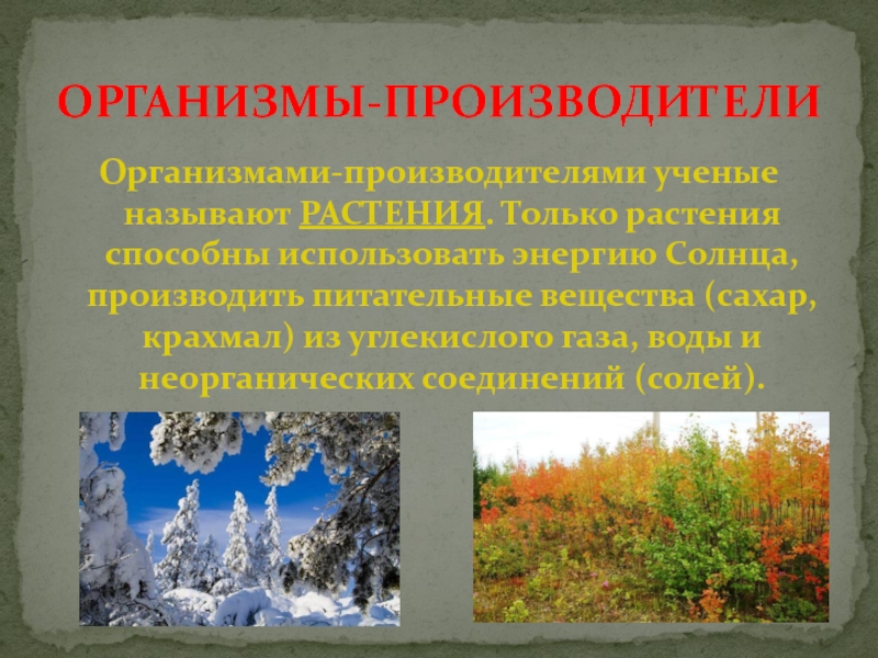 Организмы производящие