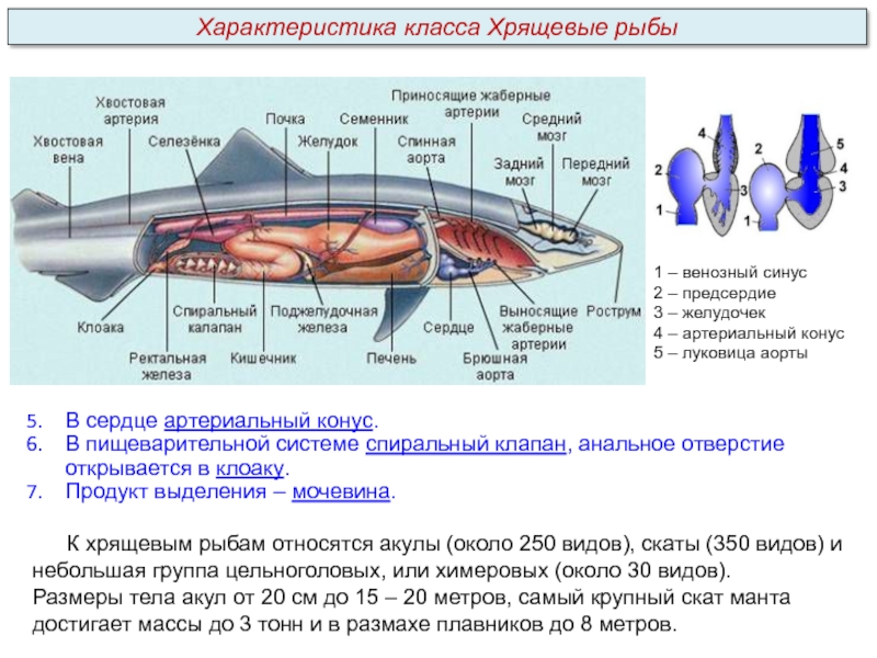 К какому классу относят животных модель строения сердца которых показана на рисунке хрящевые рыбы