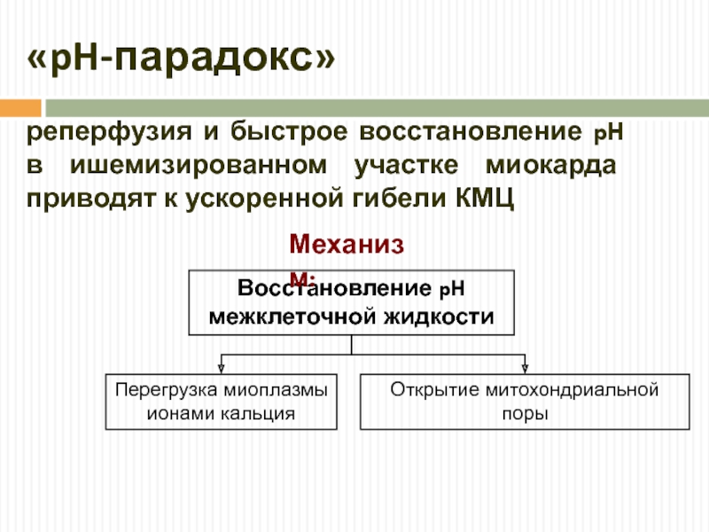 Быстрое восстановление. Парадокс реперфузии. Кислородный парадокс реперфузии. Кальциевый парадокс реперфузии. Последствия реперфузии.