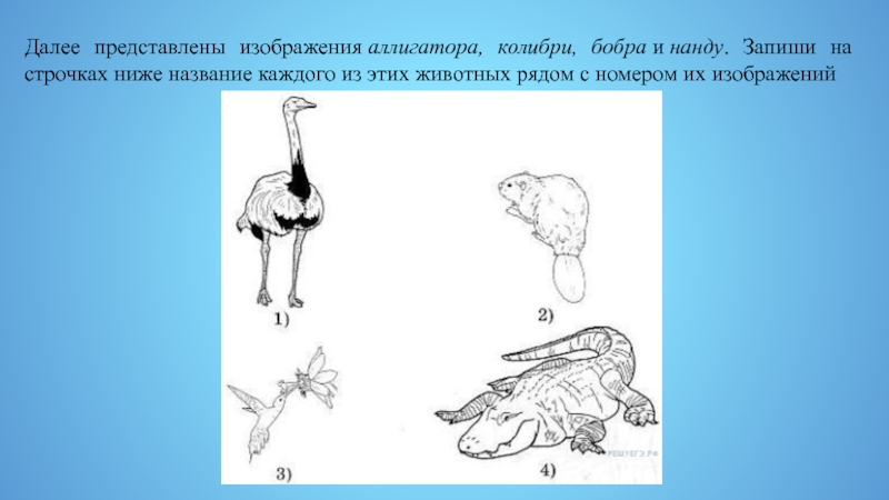 Представленное изображение является. Далее представлены изображения. На изображении представлен. Кто живет в Северной Америке Аллигатор Колибри бобра и нанду. Где живут Аллигатор Колибри Бобр найду.