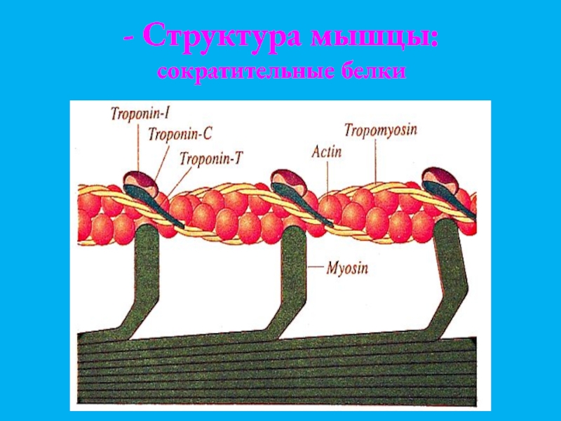 Мышечный белок. Структурные белки мышц. Сократительные белки мышц. Сократительный белок мышечной ткани. Основные сократительные белки мышц.