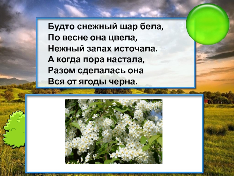 Белый по белому написал белым загадка. Будто снежный шар бела по весне. Будто снежный шар бела по весне она цвела нежный запах. Загадка будто снежный шар бела по весне она цвела. Будто снежный шар бела.