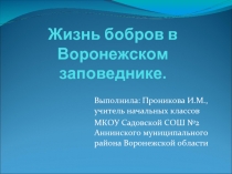 Жизнь бобров в Воронежском заповеднике