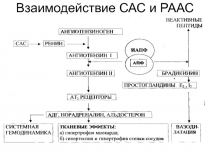 Взаимодействие САС и РААС