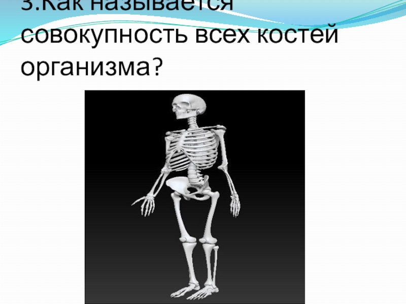 3.Как называется совокупность всех костей организма?
