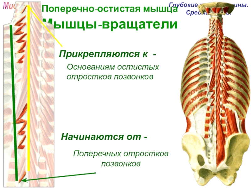 Остистая мышца. Поперечно-остистая мышца спины. Поперечная остистая мышца. Глубокие мышцы спины мышцы-вращатели. Мышцы вращатели поясницы.