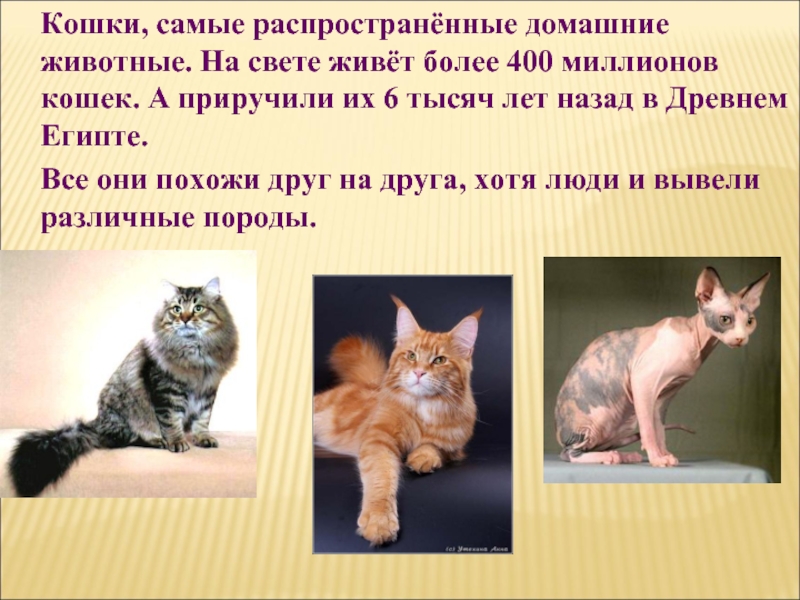 Породы кошек 1 класс. Кошки самые распространенные домашние животные. Проект про кошек и собак. Кошки и собаки для презентации. Проект про домашних питомцев.