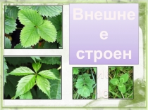 Внешнее
строение
листа