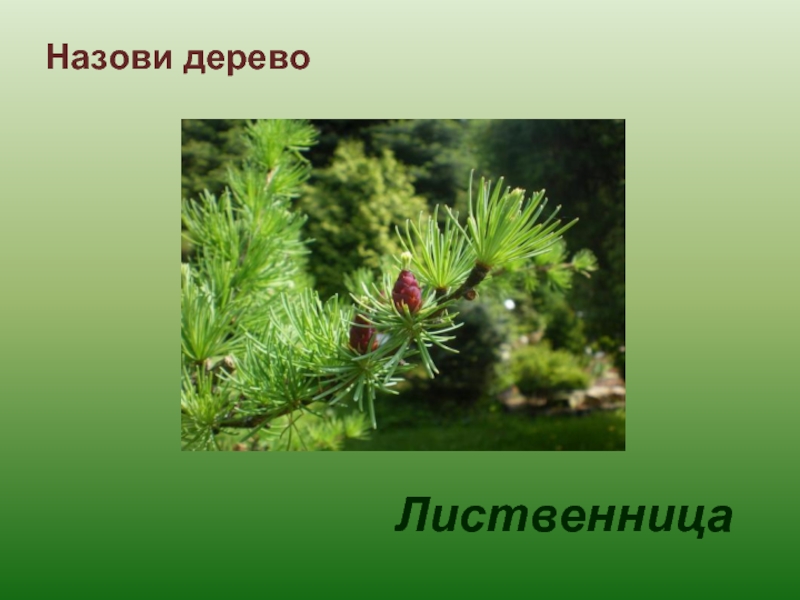 Лиственница хвойное или. Лиственница картинки для презентации. Загадка про лиственницу для детей. Лиственница для детей 6-7 лет. Слово лиственница для презентация.