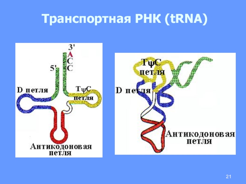 Трнк транспортируют аминокислоты. Транспортная РНК. Строение транспортной РНК. ТРНК. Петли ТРНК.