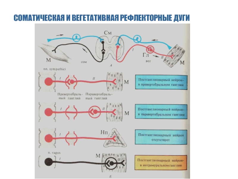 Хватательный рефлекс соматический или вегетативный