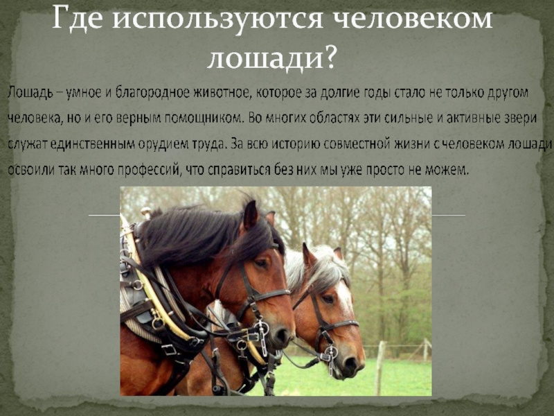 Взаимоотношения лошади и человека