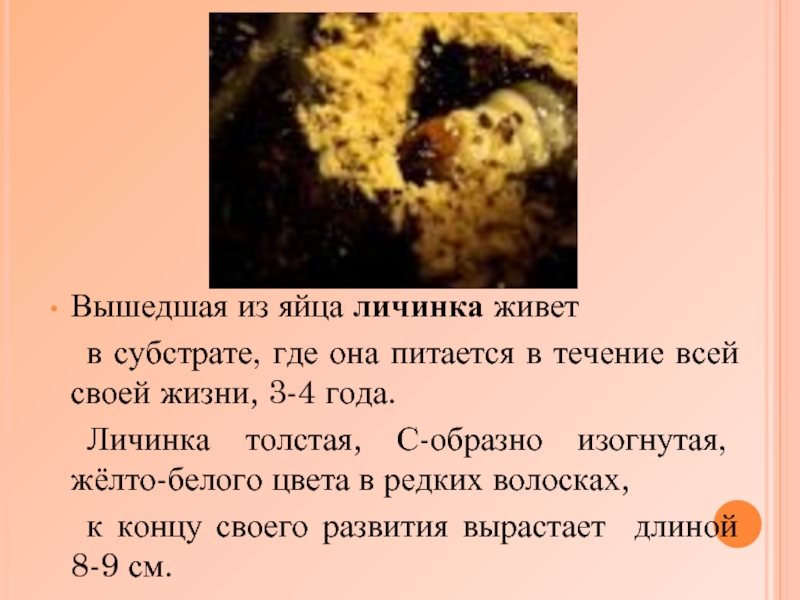 Вышедшая из яйца личинка живет 	в субстрате, где она питается в течение всей своей жизни, 3-4 года.	Личинка