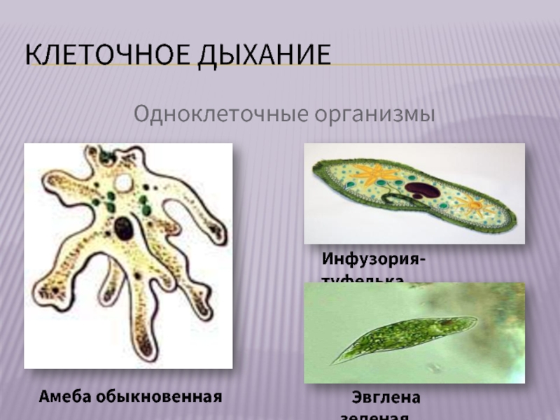 Органы дыхания простейших. Одноклеточные животные 5 класс биология амеба. Клеточное дыхание одноклеточных организмов. Одноклеточные организмы амёба обыкновенная. Дыхание амебы.