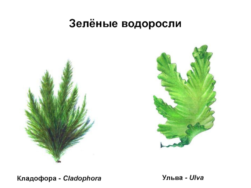 Рассмотрите изображения растений цикорий рис ульва подпишите их названия