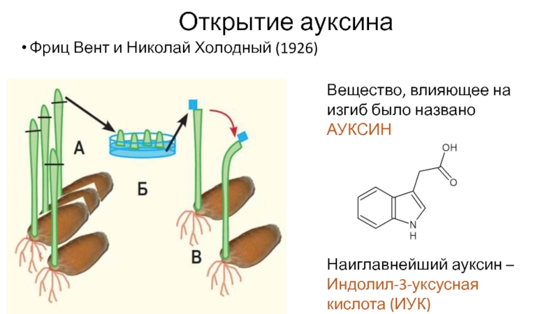 Ростовые вещества презентация