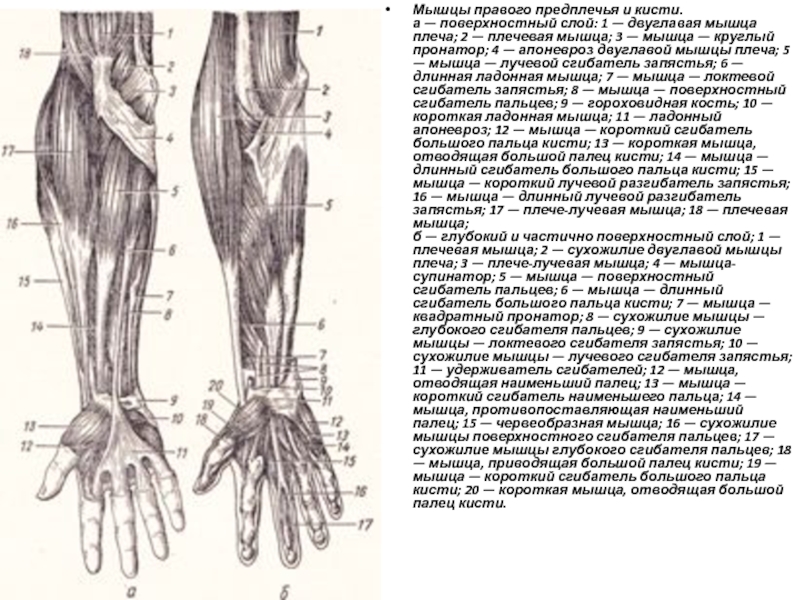 Правое предплечье. Локтевой сгибатель кисти иннервация. Удерживатель мышц сгибателей кисти. Мышцы плеча предплечья кисти. Мышцы предплечья поверхностный слой.