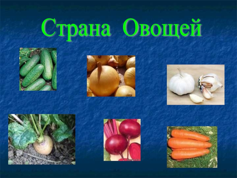 Страна овощей. Путешествие в страну овощей. Россия Страна овощей. Книга путешествие в страну про овощи. Слава из Страна овощей.