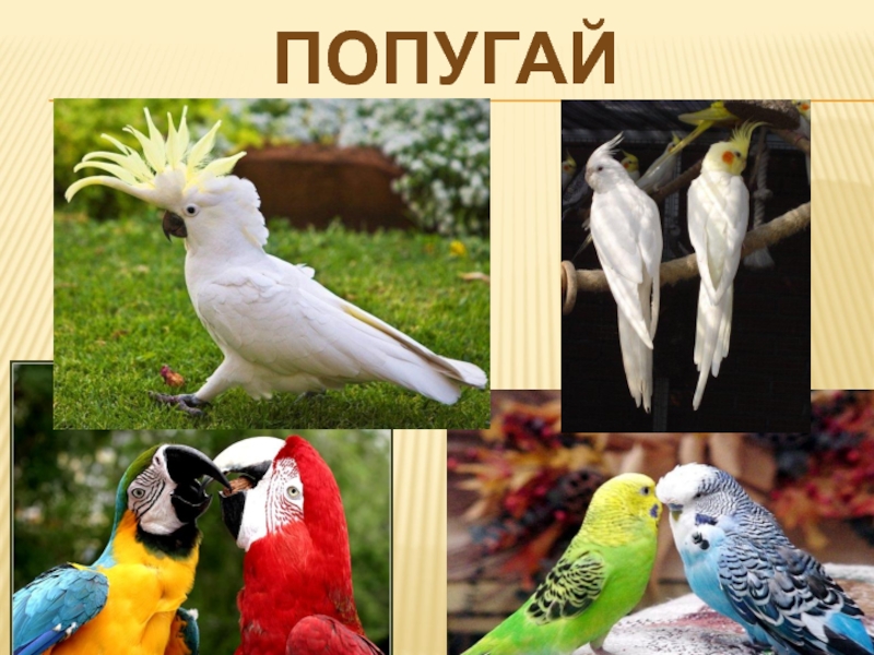 Разнообразие птиц. Многообразие попугаев. Многообразие попугаев вывод.