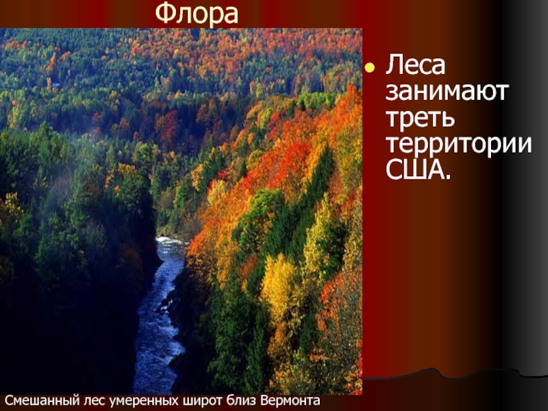 Треть территории. Презентация леса умеренных широт. Проклятый лес. США, штат Вермонт.. Флора Канады слайд. Леса занимают треть территории Канады?.