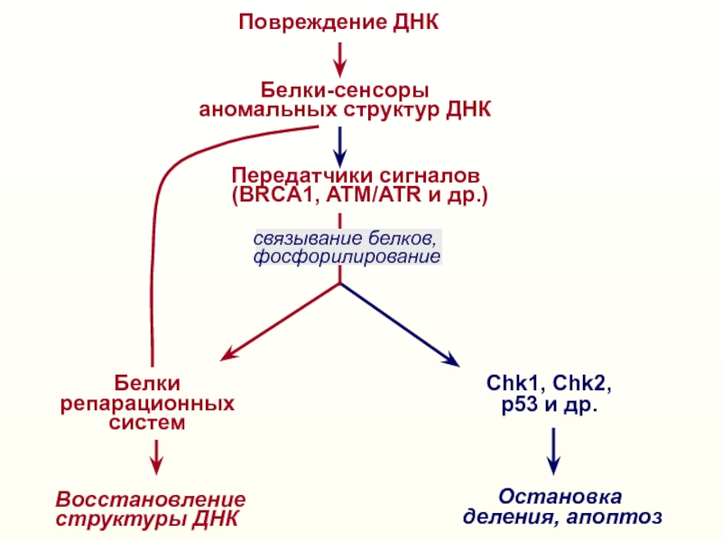 Неопластический процесс в легких. Нестабильная ДНК. Повреждение ДНК. Неопластический процесс. Восстановление ДНК.