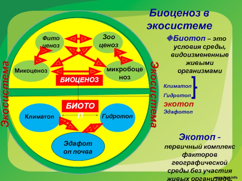 Примеры биоценоза в биологии. Экотоп биотоп биоценоз. Структурные компоненты биотоп. Структура экосистемы. Структура биогеоценоза и экосистемы.
