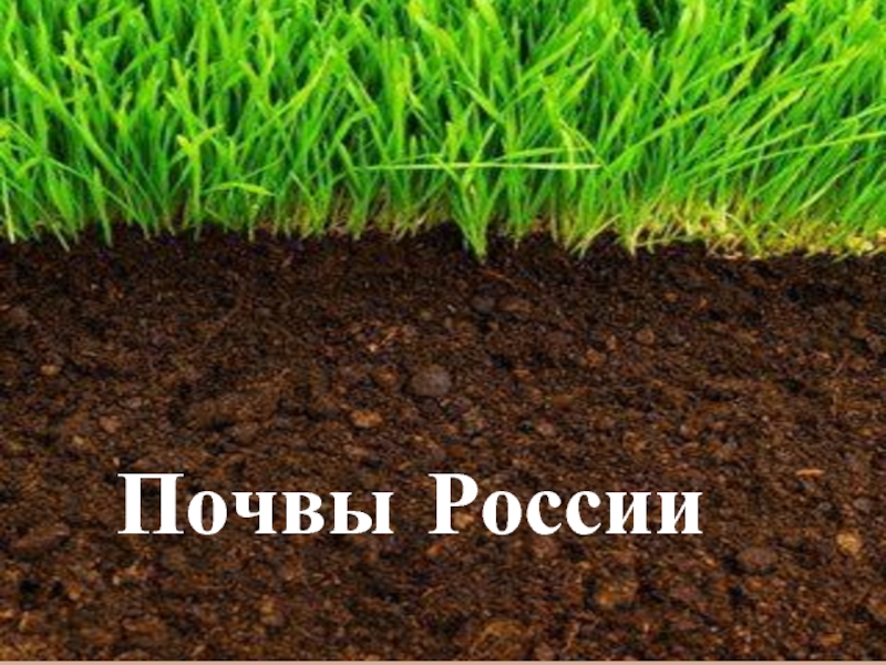 Почвы России